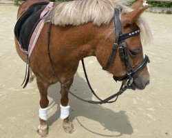 horse Ice Age vom Frankenberg (Welsh mountain pony (SEK.A), 2012, from Leemkuil's Ikor)