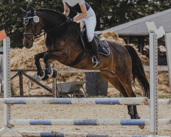 dressage horse Velvet (German Riding Pony, 2007, from Vivaldi)