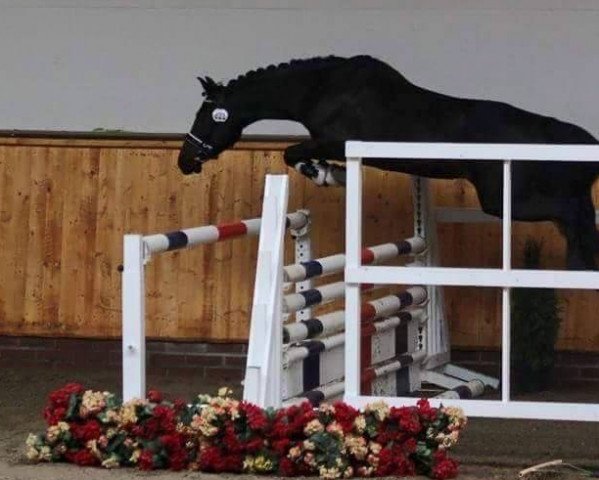 dressage horse Never say Never 11 (German Riding Pony, 2011, from Nemax)