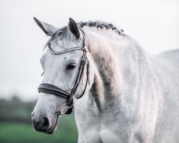 Dressurpferd La Jolie 90 (Trakehner, 2012, von Singolo)