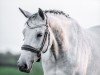 dressage horse La Jolie 90 (Trakehner, 2012, from Singolo)