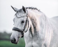 dressage horse La Jolie 90 (Trakehner, 2012, from Singolo)