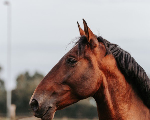 horse Hechizo Don (Pura Raza Espanola (PRE),  )