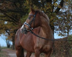 jumper Piroschka 657 (German Riding Pony, 2009, from Bon Jovi)