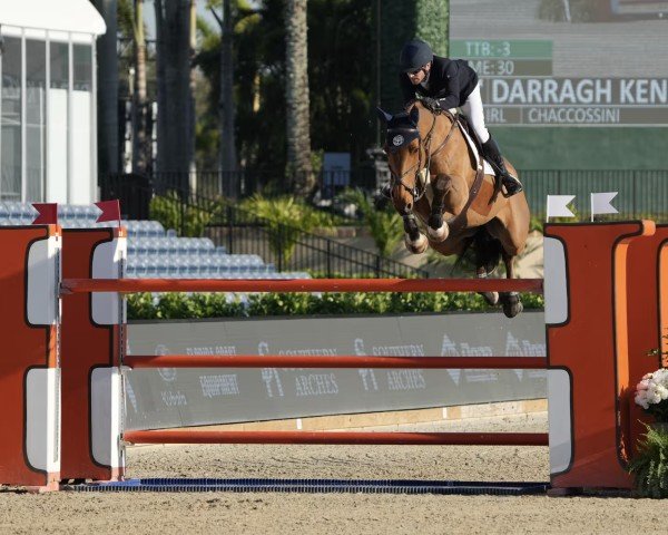 jumper Chaccossini (Hanoverian, 2012, from Chacco-Blue)