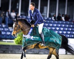 jumper One And Only (Belgian Warmblood, 2014, from Diktator van de Boslandhoeve)