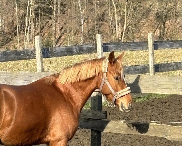 broodmare C‘est la vie (German Riding Pony, 2017, from Dancing Star)