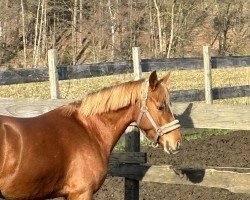 broodmare C‘est la vie (German Riding Pony, 2017, from Dancing Star)