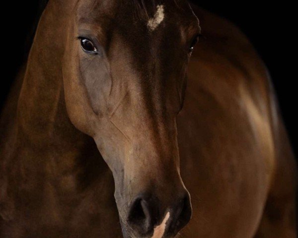 dressage horse Cool girl (German Riding Pony, 2022, from Holsteins Highlight)