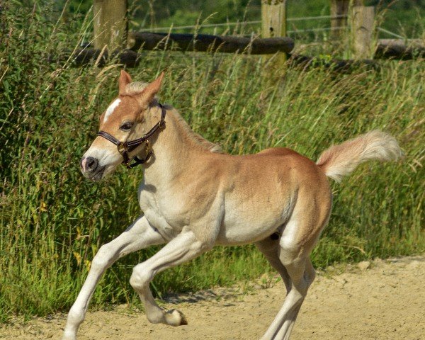 Fohlen Continentals Captain Chaos (Quarter Pony, 2024)