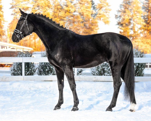 horse Gaspacho (Russian Trakehner, 2019, from Prohor)