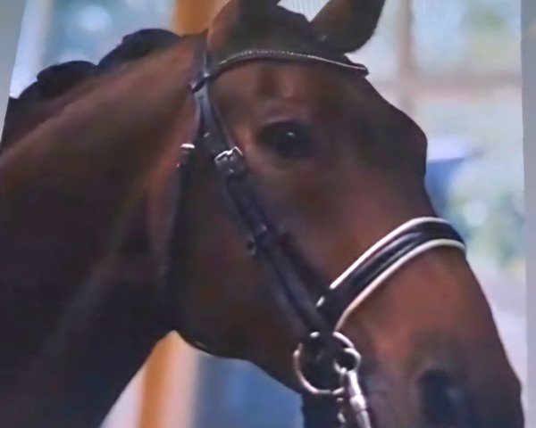 dressage horse Fleur's Best Choice (Oldenburg, 2014, from Fidertanz)