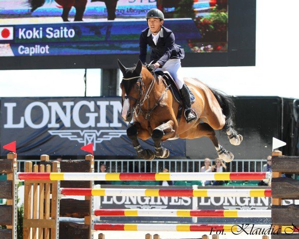 jumper Capilot (Oldenburg show jumper, 2005, from Berlin)