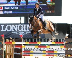 jumper Capilot (Oldenburg show jumper, 2005, from Caspar (Berlin))