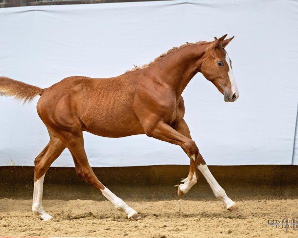 foal by Coppélius (Trakehner, 2024, from Belun)