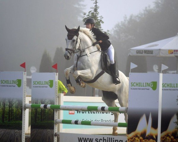 jumper Levy Grey (German Sport Horse, 2008, from Levkoi)