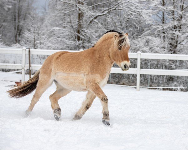 horse Flake (Fjord Horse, 2020, from Friso)