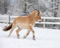 Pferd Flake (Fjordpferd, 2020, von Friso)