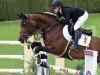 jumper Elaisa P (German Sport Horse, 2018, from Eldorado vd Zeshoek Tn)