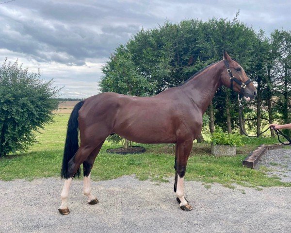 jumper TELSTAR VD BISSCHOP (Belgian Warmblood, 2019, from Bisquet Balou C)