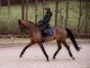 dressage horse Birkhof's Velocity (German Sport Horse, 2019, from Vitalis)