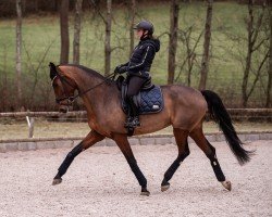 dressage horse Birkhof's Velocity (German Sport Horse, 2019, from Vitalis)