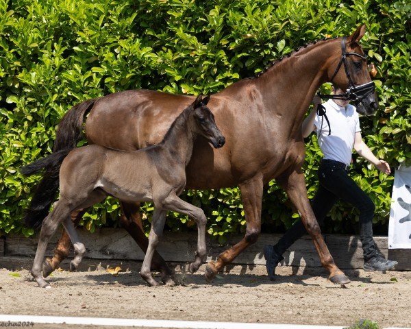 Fohlen von Lithium (Trakehner, 2024, von Finckenstein TSF)