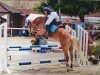 Springpferd Georgia V CH (Haflinger, 2007, von Asmaro von Chastels)