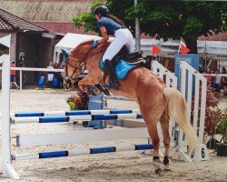 jumper Georgia V CH (Haflinger, 2007, from Asmaro von Chastels)