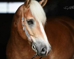 Pferd Nobel's Shining Norman (Haflinger, 2011, von Nobel)