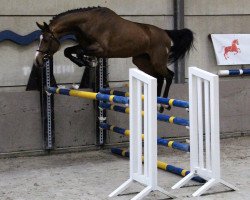 stallion Katadel (Oldenburg show jumper, 2015, from Kalaska de Semilly)