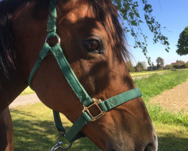 broodmare Elfie (German Riding Pony, 2005, from Giglberg Spotlight)