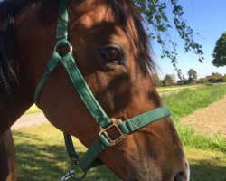 Zuchtstute Elfie (Deutsches Reitpony, 2005, von Giglberg Spotlight)