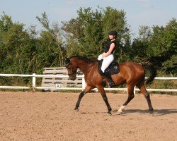 dressage horse Chuck Berry 11 (Hanoverian, 2008, from Carenzo)