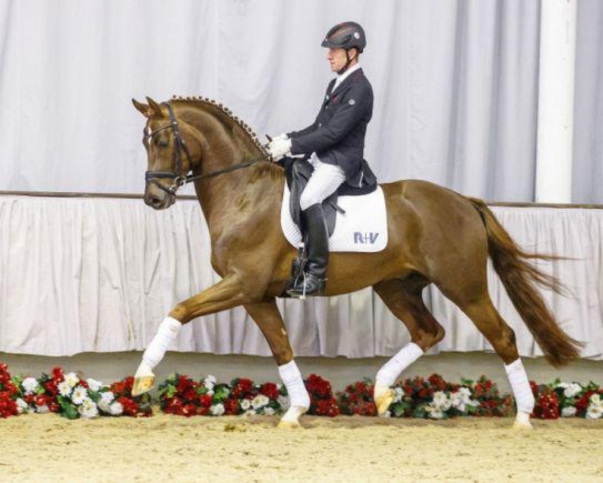 stallion KK Segantini (Westphalian, 2011, from Silbermond)