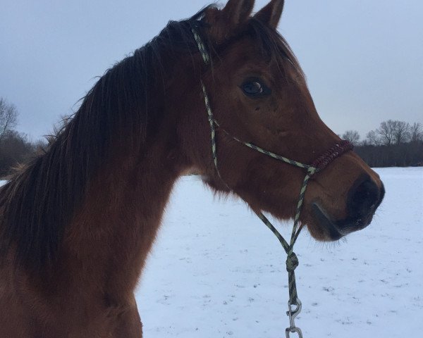 horse Chalid (Arabian thoroughbred, 2018)