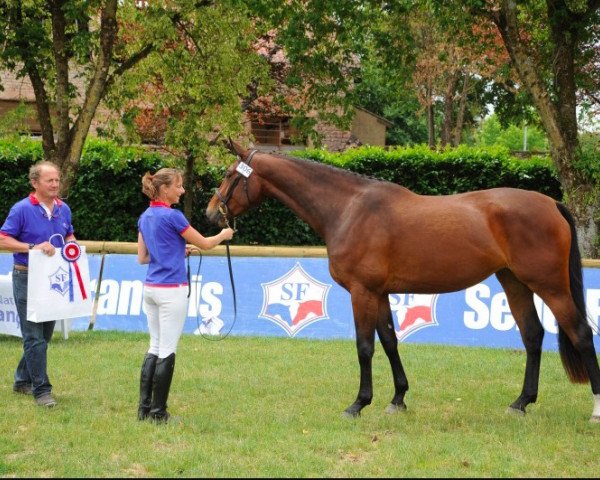 jumper Constance d'Rouvières (Selle Français, 2012, from Kalaska de Semilly)