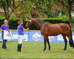 Springpferd Constance d'Rouvières (Selle Français, 2012, von Kalaska de Semilly)