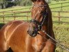 dressage horse Blériot (Hanoverian, 2013, from Belissimo NRW)