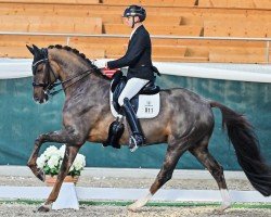 dressage horse Descartes 14 (Württemberger, 2013, from Don Frederico)