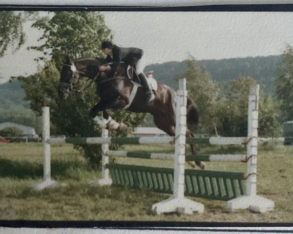 horse Kasko (Trakehner, 1974, from Impuls)