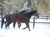 broodmare Comtesse des Prés (Westphalian, 2003, from Charming 8)