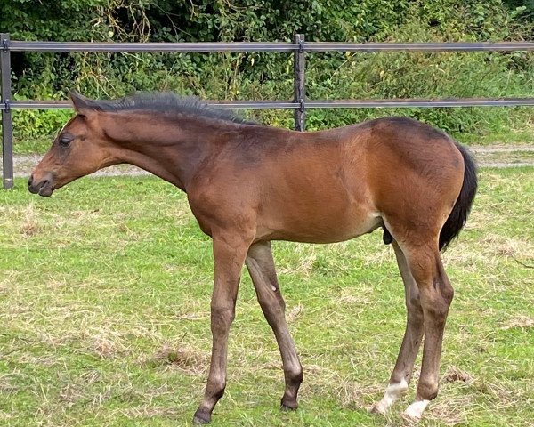 dressage horse High Chaparrals Harry Potter (Hanoverian, 2021, from Zauberlehrling PS OLD)