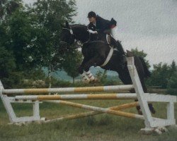 Pferd Kasko (Trakehner, 1974, von Impuls)