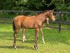 dressage horse Bonduelle HCW (Oldenburg, 2020, from Bonds)