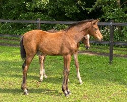 dressage horse Bonduelle HCW (Oldenburg, 2020, from Bonds)