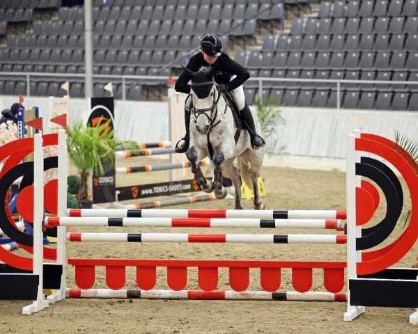 jumper Kasanovas Deern (German Sport Horse, 2019, from Kasanova de La Pomme)