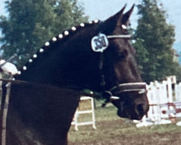 horse Amadeus (Trakehner, 1984, from Polargeist)