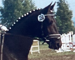 Pferd Amadeus (Trakehner, 1984, von Polargeist)