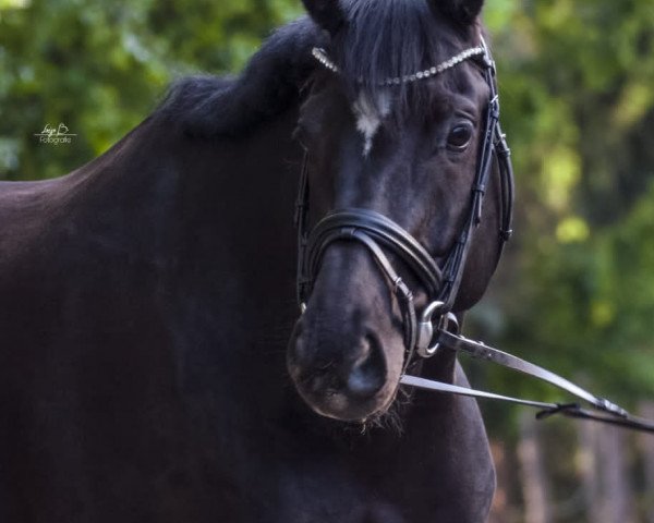 dressage horse Gentleman In Black (Oldenburg, 2014, from Grey Flanell)